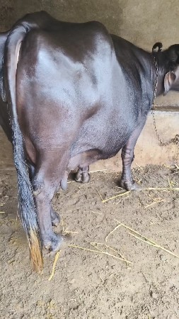 ભેંસ વેચવાની છે
