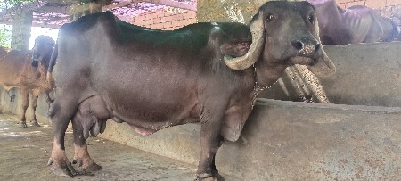 ભેંસ વેચવાની છે