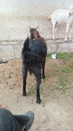 હસનભાઈ