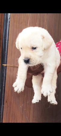 lebra dog feemel pappy
