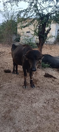 પાડો વૅચવાનૉ છે ઓલદી જાતવાન