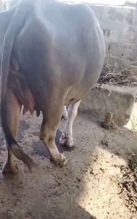 ભુરી ભેંસ વેચવાની છે