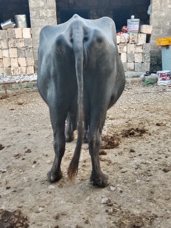 બે ભેંસ વેચવાની છે