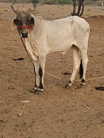 ગોધલો વેચવાનો છે