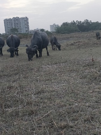 ભેંસ વેચવાની છે