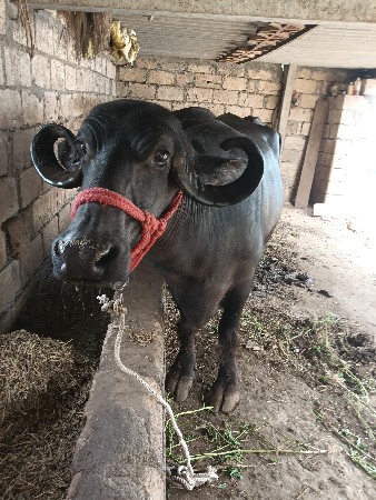 ભેંસ વેચવાની છે