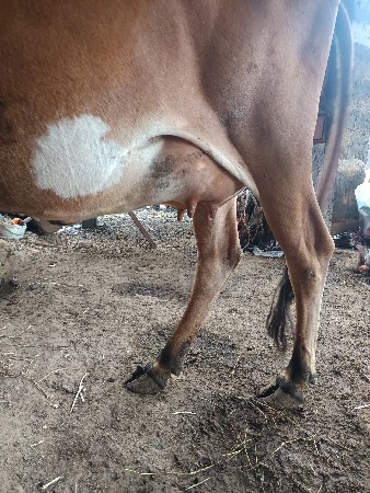 મફત દેવાની સે