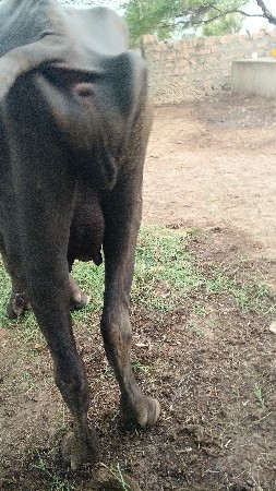 ભેંસ વેચવાની છે
