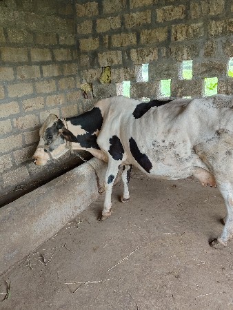 ગાય વેચવાની છે