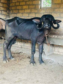 વેષવાની છે
