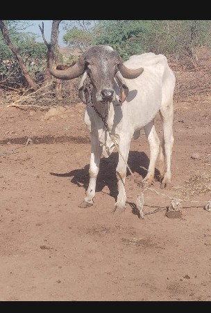 લીલડી  હોડકી વેચવાની છે
