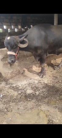 ભેંસ વેચવાની છે.