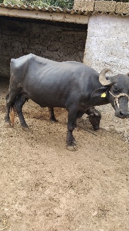 ભેંસ વેચવા વાની છે