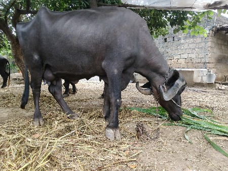 ભેંસ વેચવાની છે.
