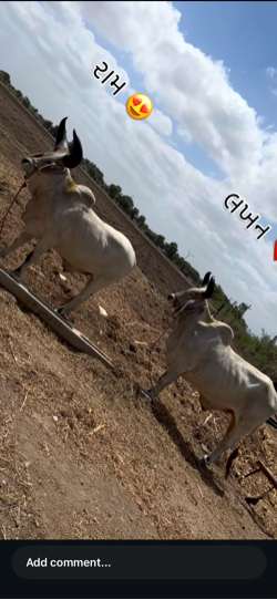 બડધ