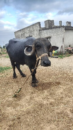 ભેંસ વેચવાની સે