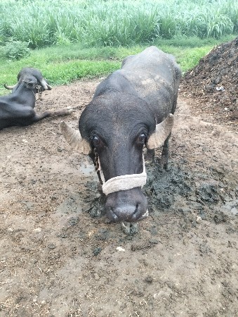 આ પાડો વેચવાનો છે
