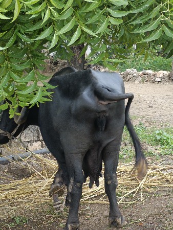 ભેંસ વેચવાની છે.3.જુવેતર