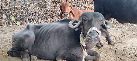 2.5 વાર્ષ