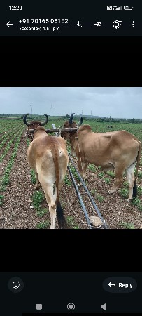 બડદ. વેચવાના. છે