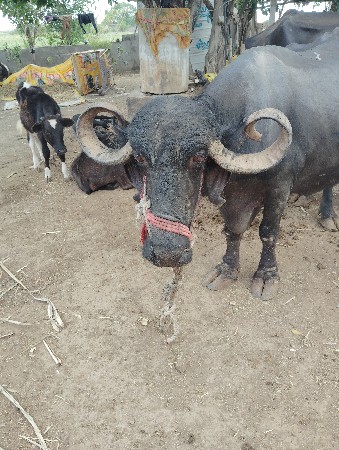ભેંસ