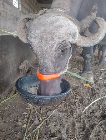 ભેસ વેચવાની છે