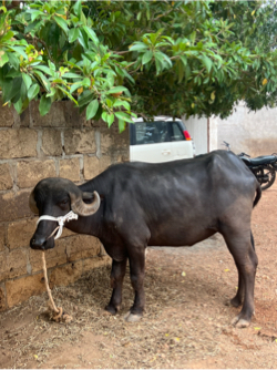 જાફરાબાદી પેલવેતરી ખડેલી