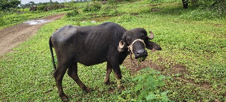 ખડેલું વેશવાનુંસે