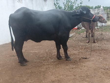 બે.ખાડેલી વેચવાની છે