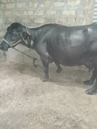 આ ભેંસ વેચવાની છે