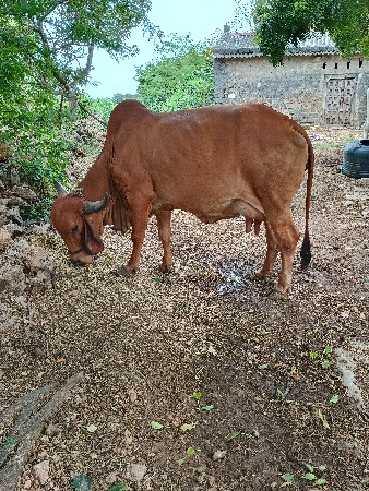 9824810548