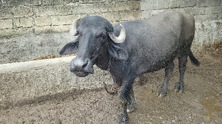 પાડી વેચવાની છે