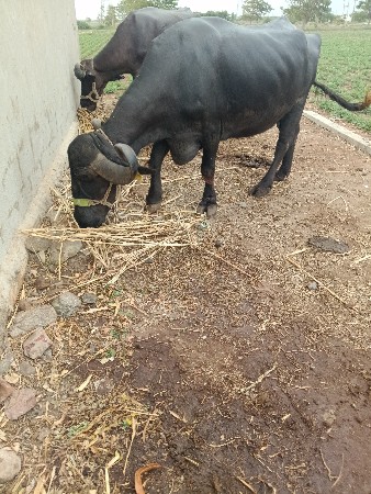 ભેશ
