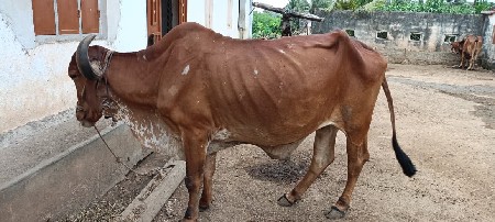બરધ વેચવાનો છે