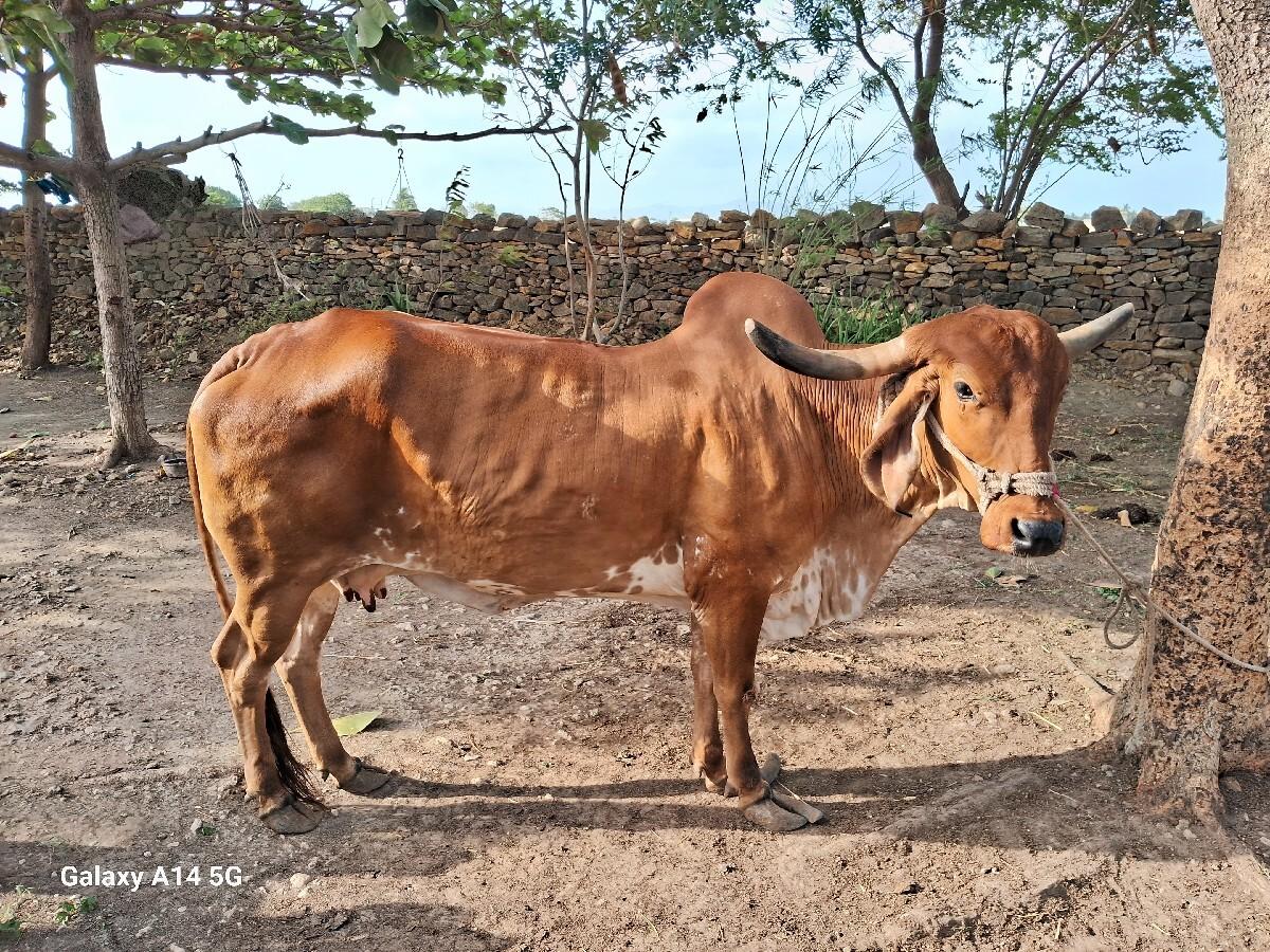 આ ગાય વેચવાની છે