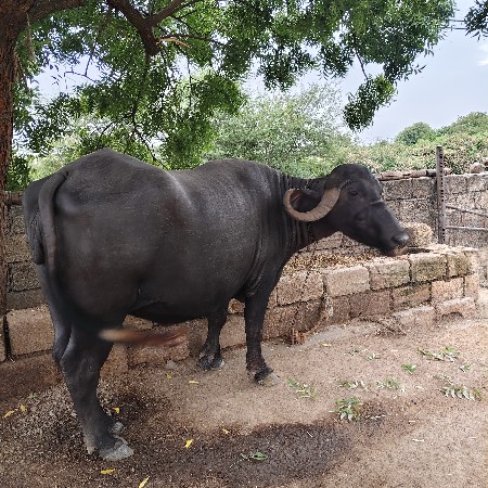 ભેંસ વેચવાની છે