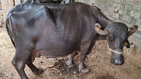 વેચવા ની છે