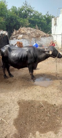 વેચવાની છે  નંબર .7202829316