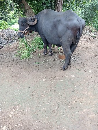 ભેંશ વહેંચવાની છે