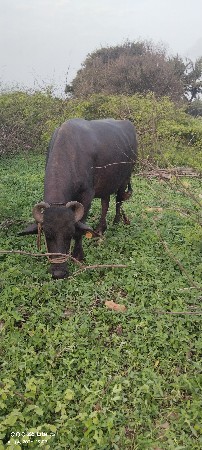 ઓરીજનલ બની ફેંસ વેચવાની છે