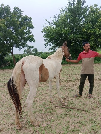 2    બાવરી ઘોડી વેચવાની છે
