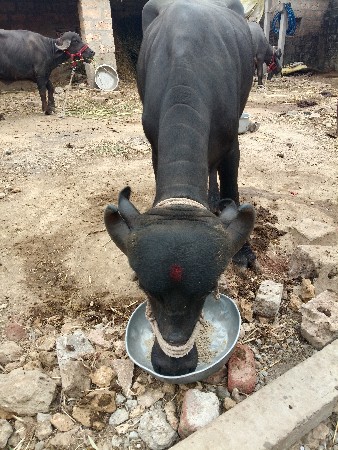 ખડેલી