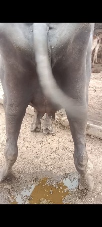પેલા વેતરની ખડેલીવેચવાની છે