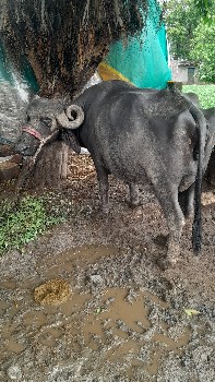 ભેસ વેચવા ની છે