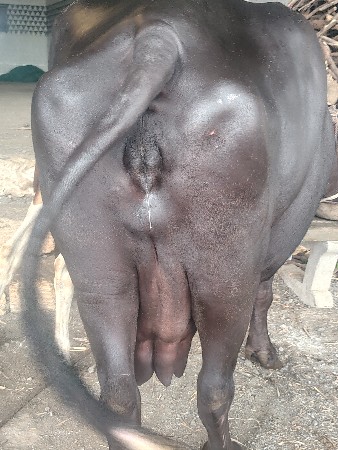 ભેંસ વેચવાની છે