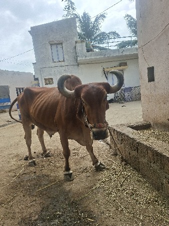 બળદ વેચવાના છે
