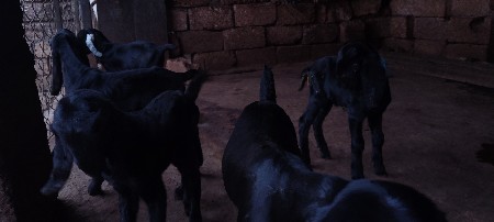 10થી 15દિવસ ના બકરા 12000
