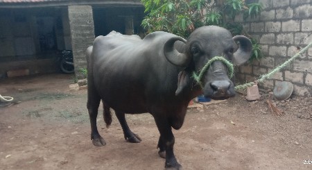 ભેંસ વેચવાની છે.