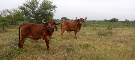 બળદ