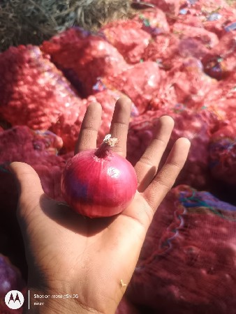 ડુંગરી નુ બીયાંરન